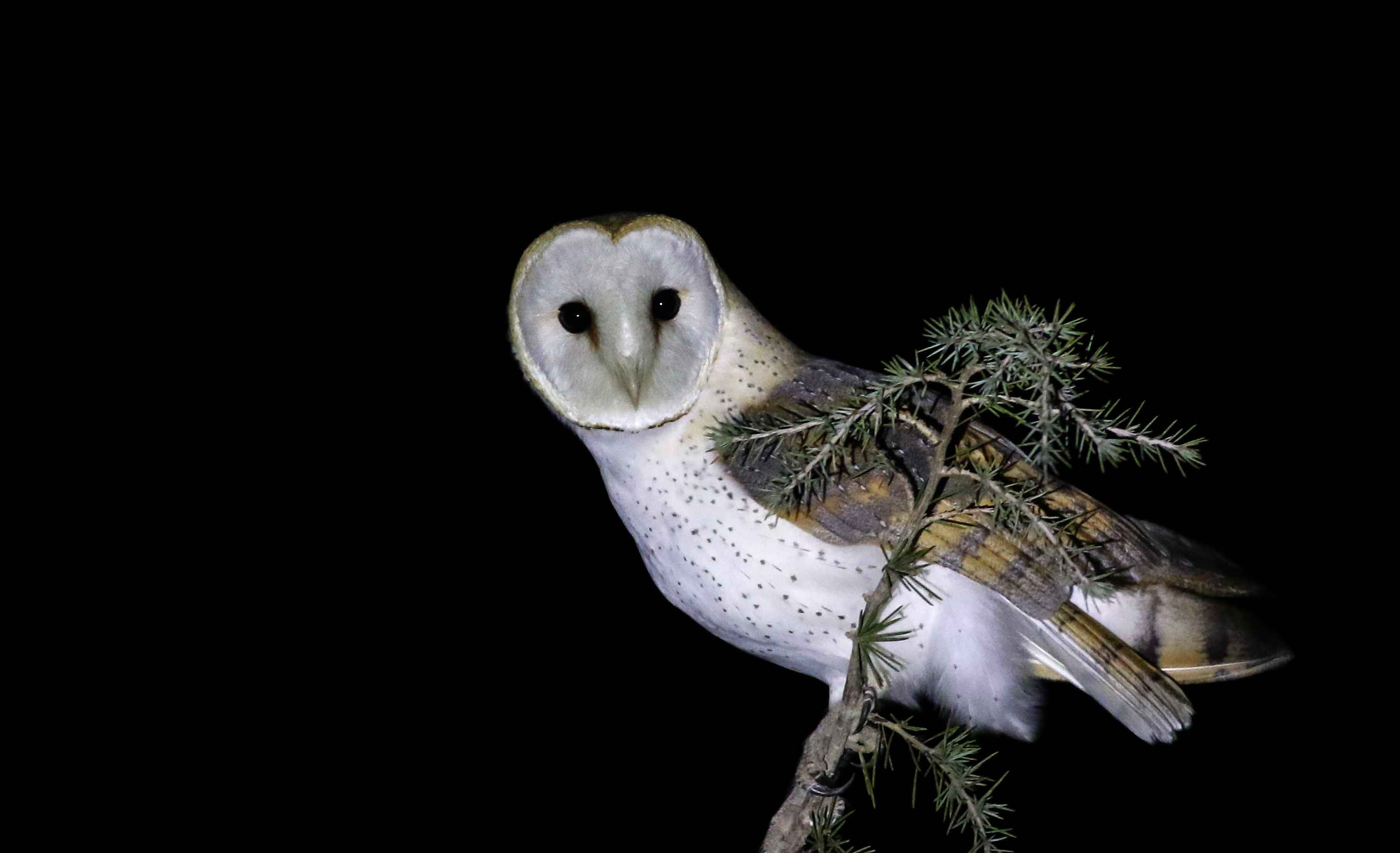 Barn Owl